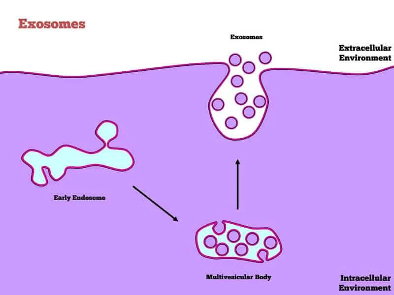 Exosomes For Hair Growth | Exosome Therapy | Medical Hair Loss Treatment | Hair Regrowth For Men & Women | Alopecia Treatment | AZ Hair Restoration Clinic Raleigh, North Carolina